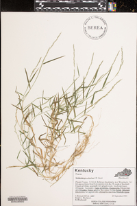 Muhlenbergia schreberi image