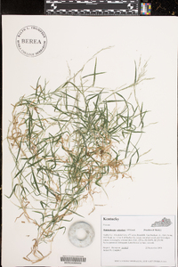 Muhlenbergia schreberi image