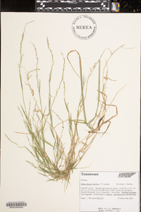 Muhlenbergia schreberi image