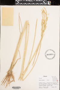 Oryza sativa image