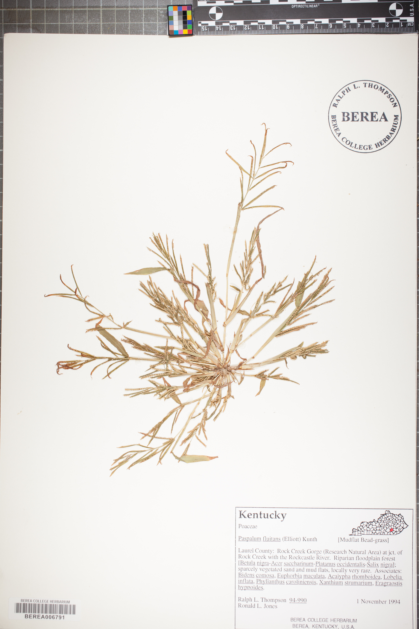 Paspalum fluitans image