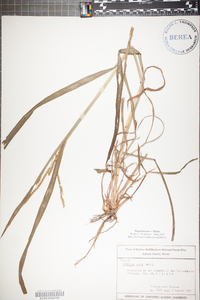 Paspalum laeve image