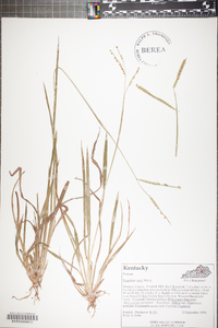 Paspalum laeve image