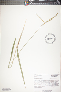 Paspalum laeve image