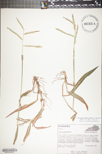 Paspalum pubiflorum image