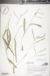 Paspalum pubiflorum image