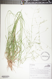 Poa autumnalis image