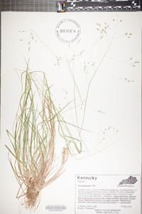 Poa autumnalis image