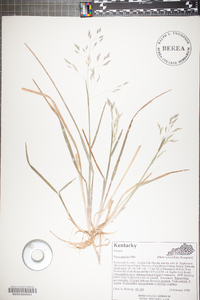 Poa cuspidata image