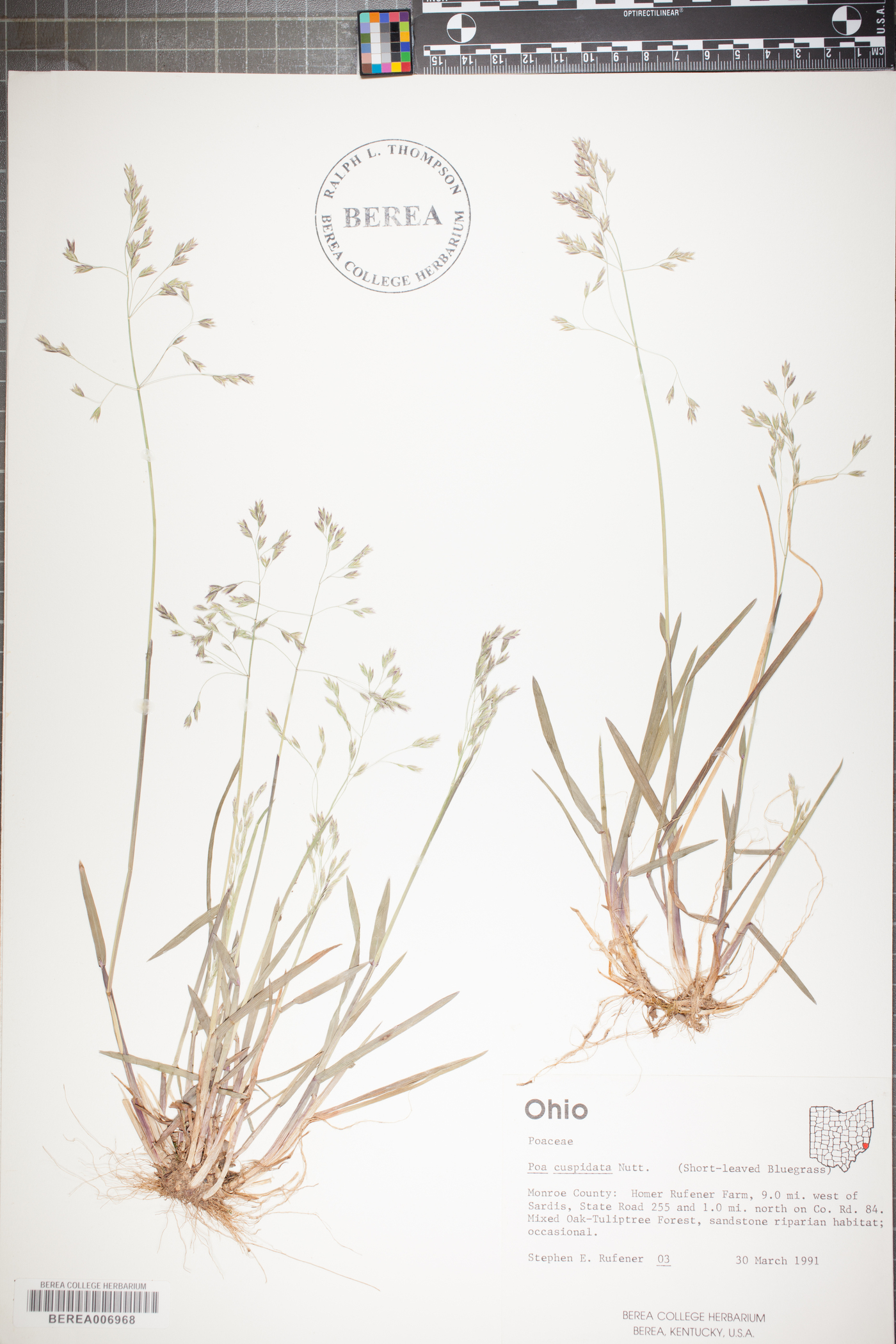 Poa cuspidata image