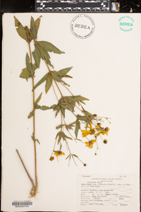 Coreopsis major image