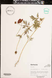 Cosmos diversifolius image