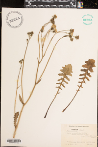 Crepis vesicaria image