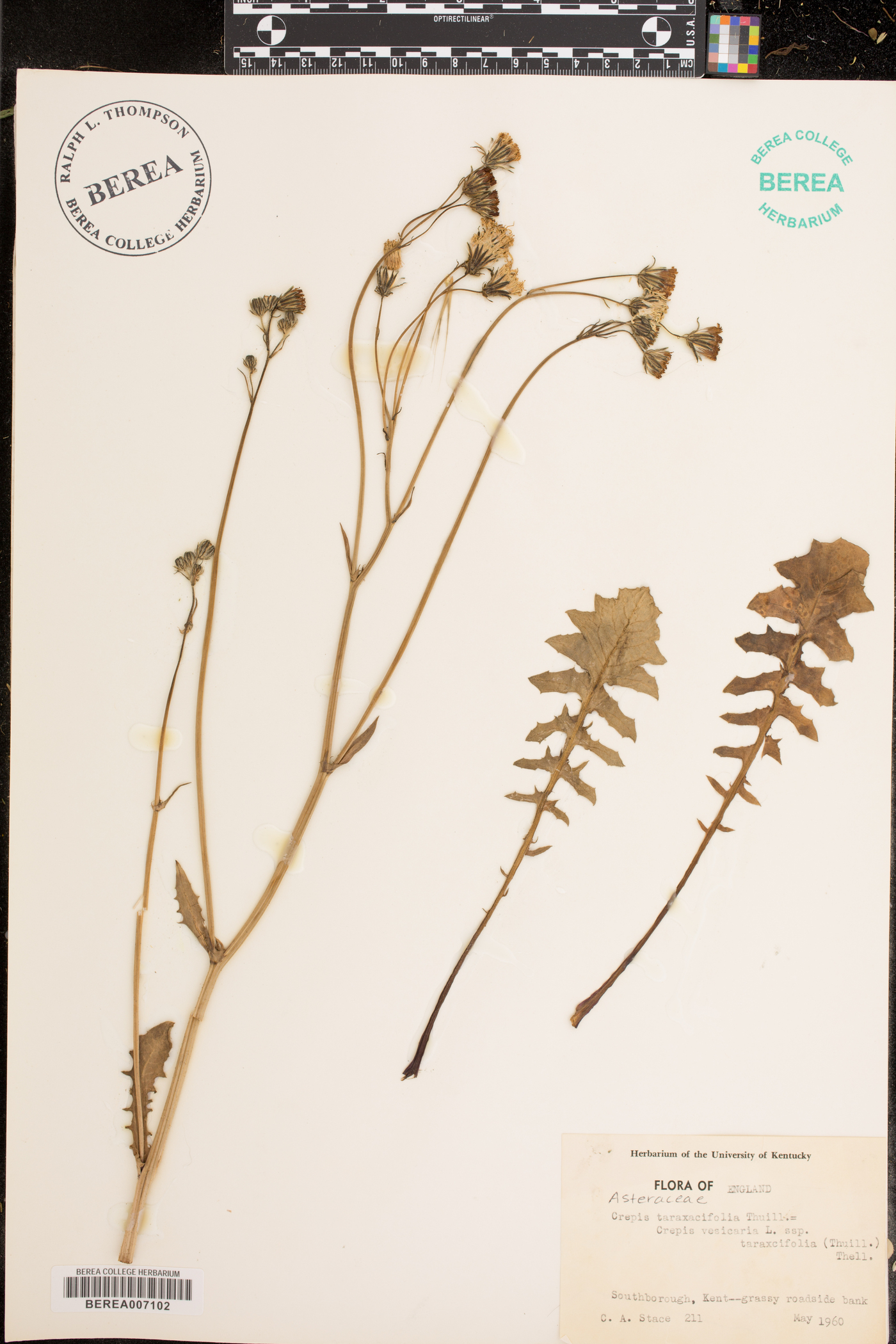 Crepis vesicaria subsp. taraxacifolia image