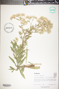 Eupatorium altissimum image