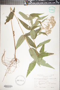 Eupatorium sessilifolium image