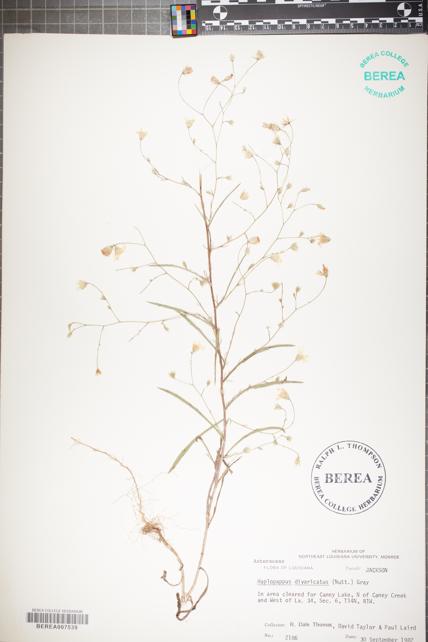 Haplopappus phyllocephalus image