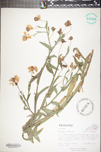 Helenium flexuosum image