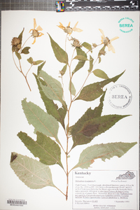 Helianthus decapetalus image
