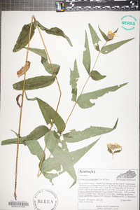 Helianthus decapetalus image