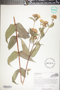 Helianthus hirsutus image