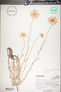 Tanacetum vulgare image