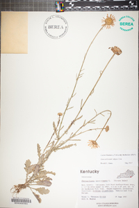 Tanacetum vulgare image