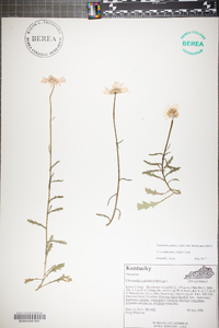 Tanacetum vulgare image