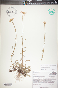 Tanacetum vulgare image