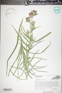 Liatris squarrosa image