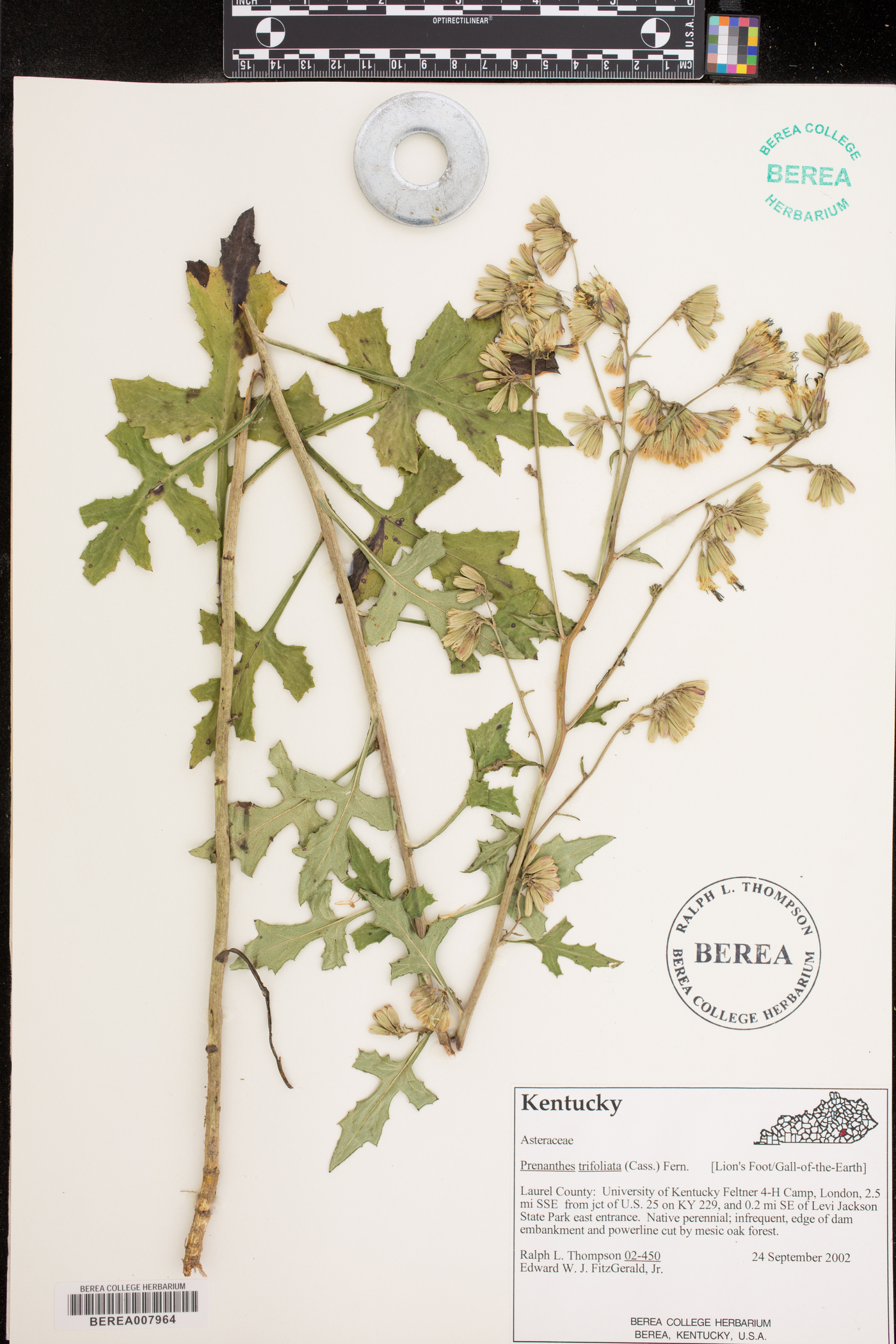 Nabalus trifoliolatus image