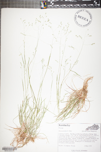 Poa sylvestris image