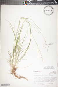 Poa sylvestris image