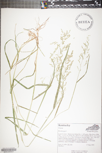 Poa trivialis image