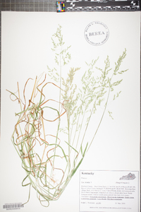 Poa trivialis image