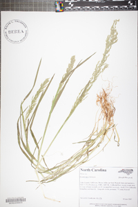 Poa trivialis image