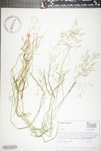 Poa trivialis image