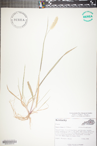 Setaria pumila image