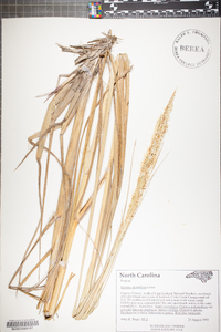 Spartina alterniflora image