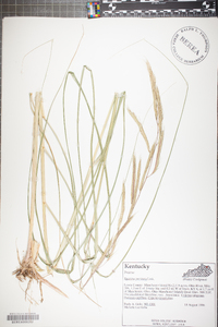 Spartina pectinata image