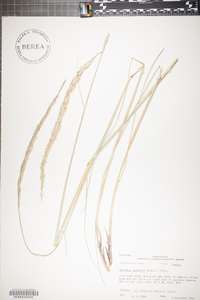 Spartina spartinae image