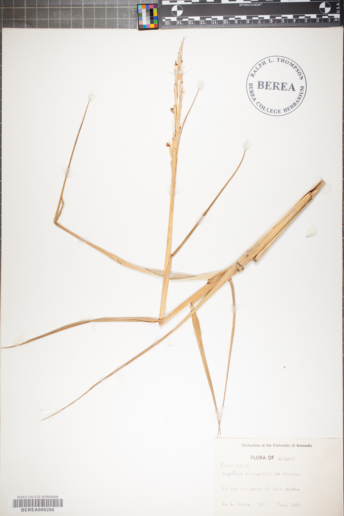 Spartina townsendii image