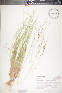 Stipa avenacea image