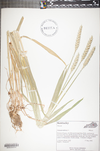 Triticum aestivum image