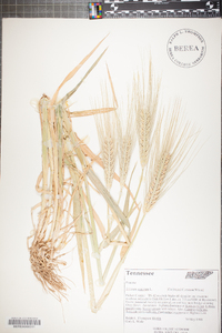 Triticum aestivum image