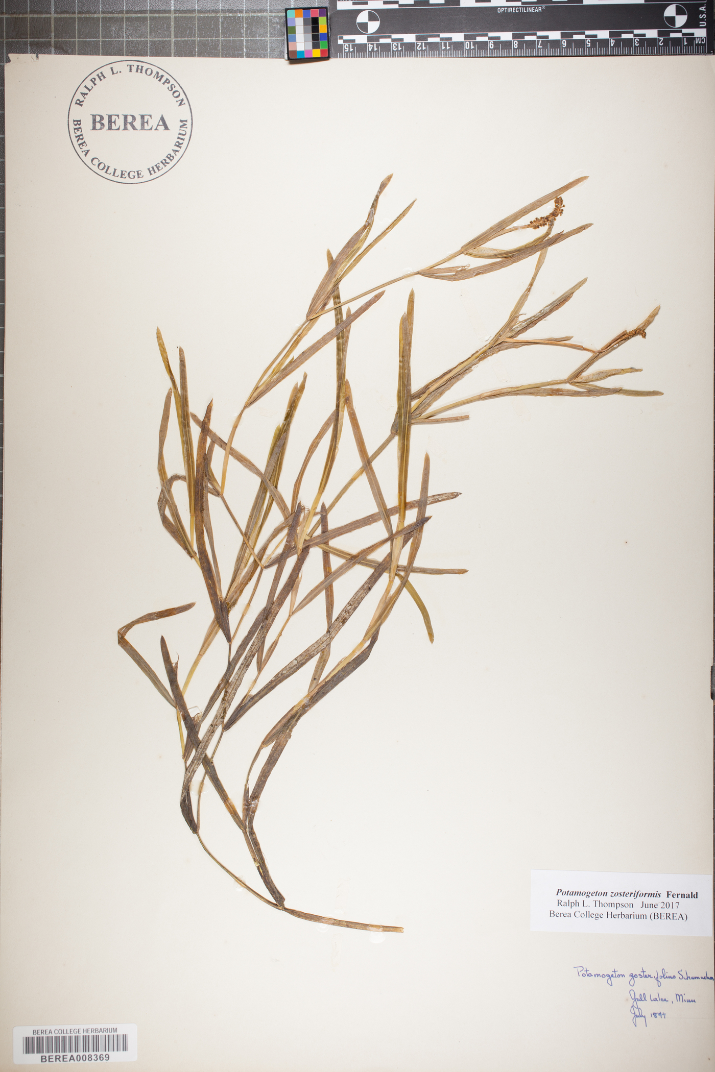 Potamogeton zosterifolius image