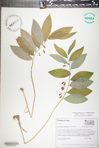 Polygonatum pubescens image