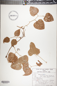 Smilax bona-nox image