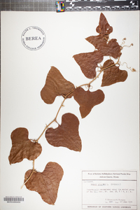 Smilax bona-nox image