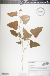 Smilax bona-nox image